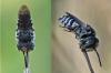 Coelioxys sp.